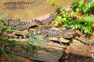 Places to visit at St. Augustine Alligator Farm